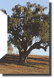 Big Oak Tree